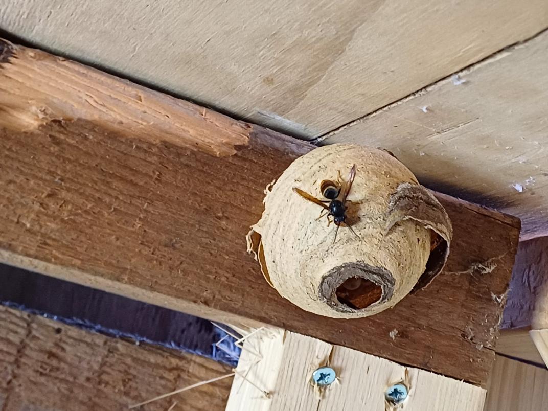 Embryonest Aziatische hoornaar