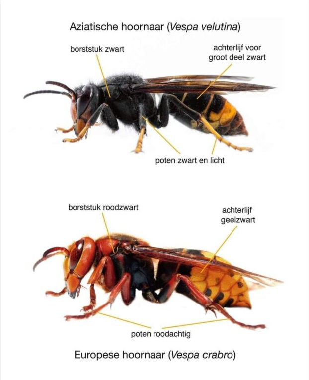 Verschil Aziatische en Europese hoornaar